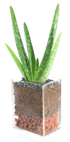 Aloe vera
